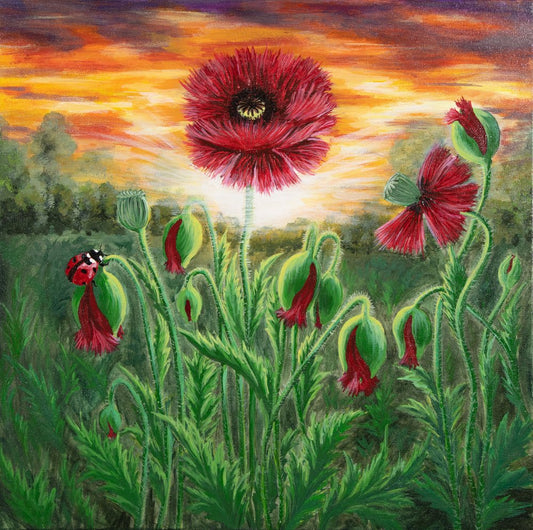 Sunset on a Field with Poppy Flowers